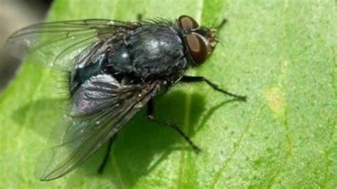 uçan siyah böcek türleri